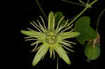 Yellow passionflower